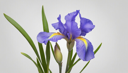 Beautiful macro shot of a blue iris flower in full bloom against a stark white background