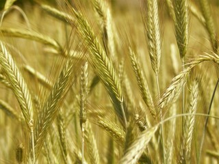 Złociste kłosy zboża - łany żyta © tomo81