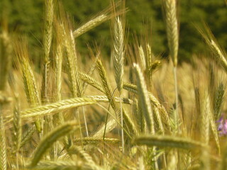 Złociste kłosy zboża - łany żyta © tomo81