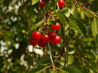 Czerwone, soczyste, wiśnie wiszące na drzewie © tomo81