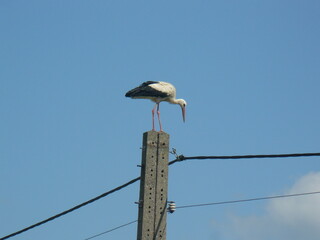 Bocian na słupie na polskiej wsi