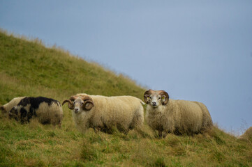 Fototapeta premium A group of sheep in Iceland