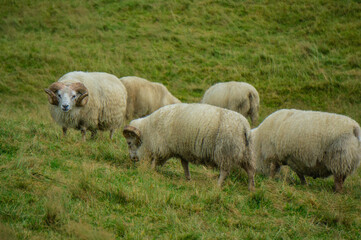 A group of sheep in Iceland