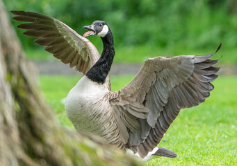 angry goose © Mark