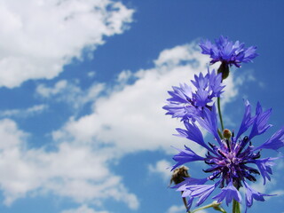 Kwiaty polne widoczne na tle niebieskiego nieba © tomo81