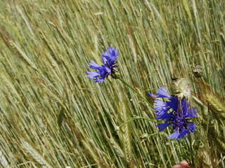 Niebieskie chabry rosnące między kłosami żyta © tomo81