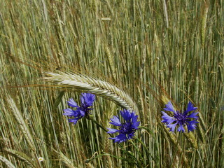 Niebieskie chabry rosnące między kłosami żyta © tomo81
