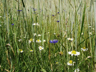 Kwiaty polne © tomo81