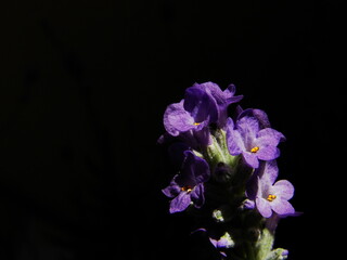 Lawenda (kolor fioletowy) © tomo81