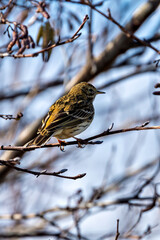 Meadow Pipit (Anthus pratensis) - Commonly Found in Europe and Western Asia