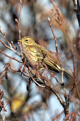 Meadow Pipit (Anthus pratensis) - Commonly Found in Europe and Western Asia