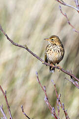 Meadow Pipit (Anthus pratensis) - Commonly Found in Europe and Western Asia