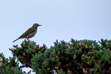 Meadow Pipit (Anthus pratensis) - Commonly Found in Europe and Western Asia