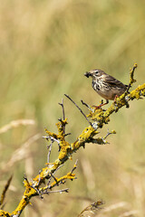 Meadow Pipit (Anthus pratensis) - Commonly Found in Europe and Western Asia