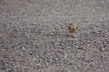 Meadow Pipit (Anthus pratensis) - Commonly Found in Europe and Western Asia