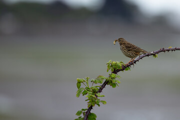 Meadow Pipit (Anthus pratensis) - Commonly Found in Europe and Western Asia
