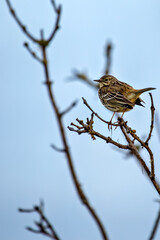 Meadow Pipit (Anthus pratensis) - Commonly Found in Europe and Western Asia