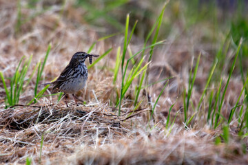 Meadow Pipit (Anthus pratensis) - Commonly Found in Europe and Western Asia