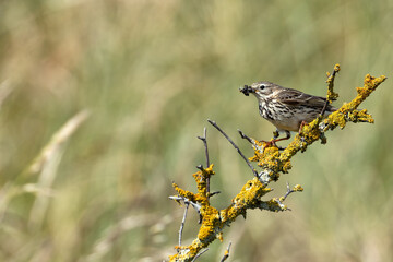 Meadow Pipit (Anthus pratensis) - Commonly Found in Europe and Western Asia