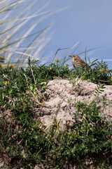 Obraz premium Meadow Pipit (Anthus pratensis) - Commonly Found in Europe and Western Asia