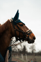 Horse wearing a crotched bonnet and leather bridle, horse riding equestrian stables and livery