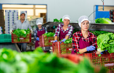 Busy latin american female worker of vegetable sorting and processing factory arranging selected...