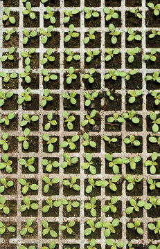 Lechugas brotando en semillero de plancheta y visto desde arriba.