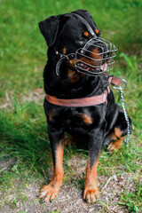 Rottweiler dog portrait