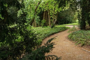 Winding path through green forest area creating sense of seclusion and tranquility, serene escape...