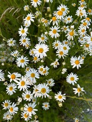 Summer blooming daisies in a field mid June 