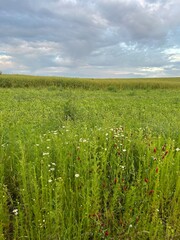 green field and blue sky