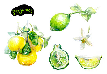Watercolor illustration of bergamot lemons, leaves, flowers, and citrus slices in vibrant colors