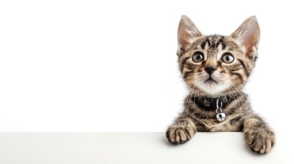 Kitten with collar and tags on a white backdrop