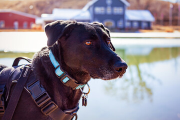 Black Labrador Dog Outside in Winter