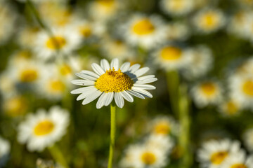 Fototapeta premium Wild daisy flowers growing on meadow, white chamomiles on green grass background. Oxeye daisy, Leucanthemum vulgare, Daisies, Dox-eye, Common