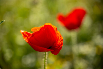 A photograph of corn poopy in Morning light