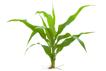 close up fresh green corn tree isolated transparent background png