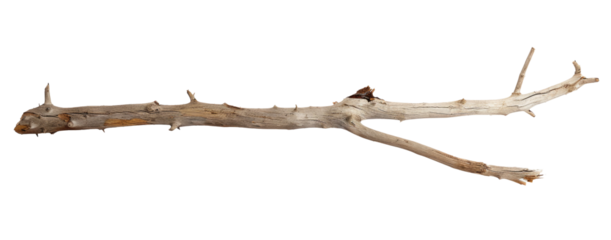 Wooden curved snag stick isolated on white, top view