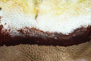 Black-band disease spreads across a coral colony in Indonesia. The disease is caused by cyanobacteria and is the only coral disease that can be successfully treated.