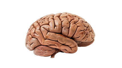 Human brain on transparent background 