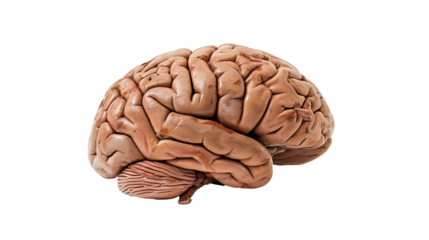 Human brain on transparent background 