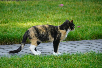 cat running in the grass