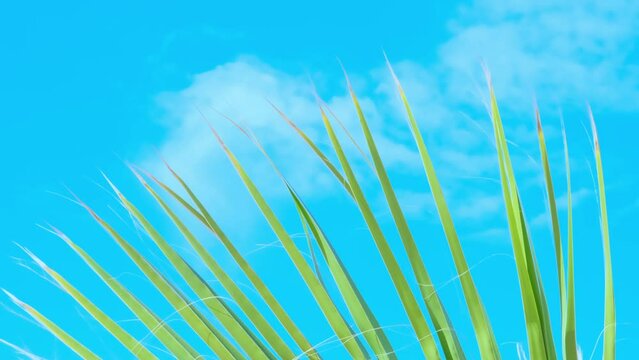 tropical leaf African Sabal fan palm gracefully sways in wind close-up, natural beauty tropics, tropical atmosphere in advertising travel agencies, hotels, airlines, food and beverages, surf season