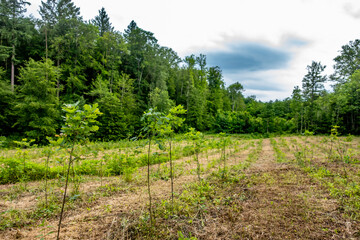 Fototapeta premium Neuanpflanzung von jungen Laubbäumen im Mischwald
