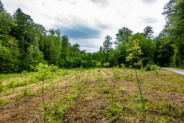 Obraz premium Neuanpflanzung von jungen Laubbäumen im Mischwald