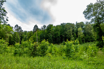 Neuanpflanzung von jungen Laubbäumen im Mischwald