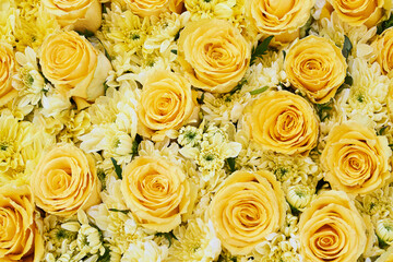 Yellow roses background. Top view
