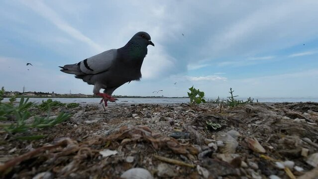 Birds feeding on garbage thrown into the sea