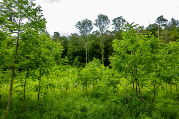 Neuanpflanzung von jungen Laubbäumen im Mischwald