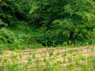 Neuanpflanzung von jungen Laubbäumen im Mischwald